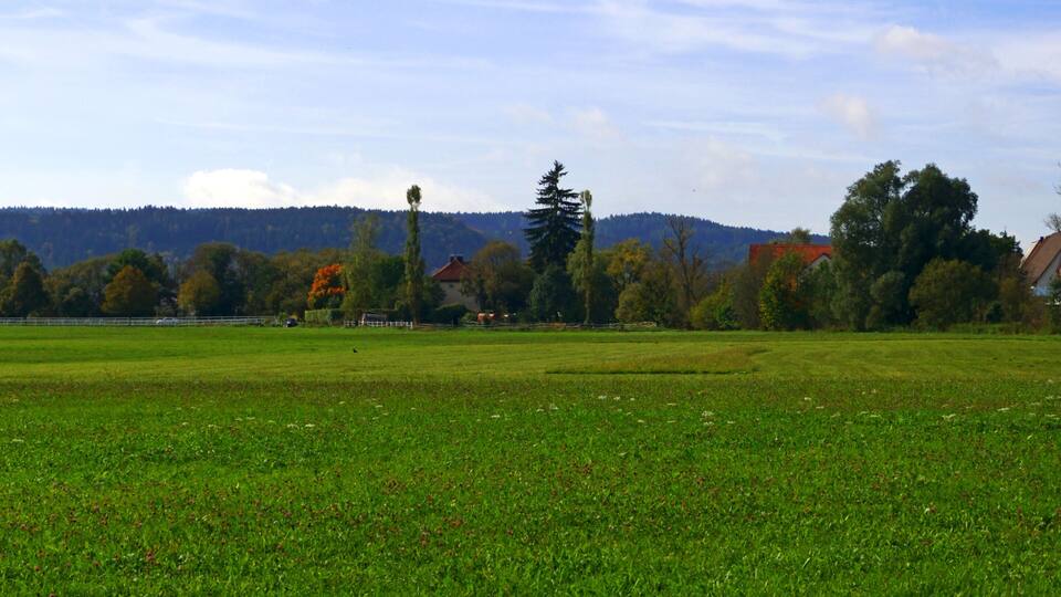 A green field with trees and houses in the background.