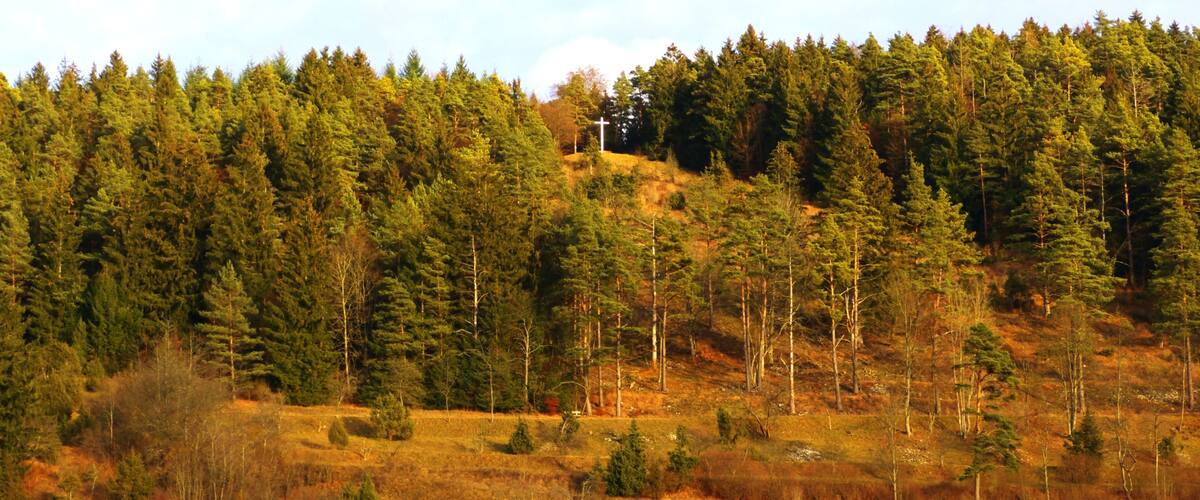 A dense forest with a cross on a hill.