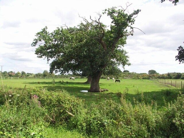 Pasture at Parley Green This idyllic rural scene is only half a kilometre from the end of Bournemouth Airport runway.