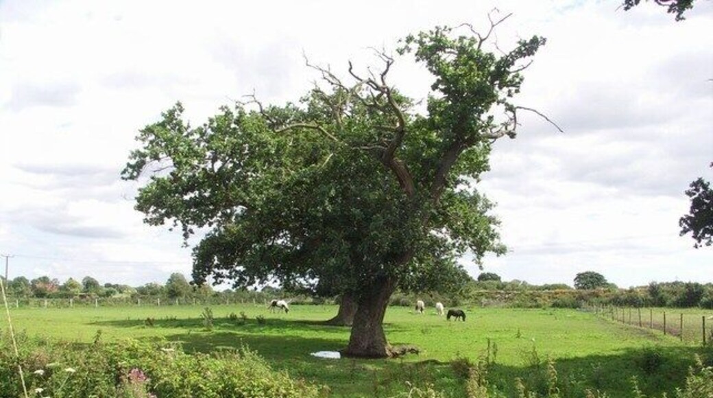 Pasture at Parley Green This idyllic rural scene is only half a kilometre from the end of Bournemouth Airport runway.