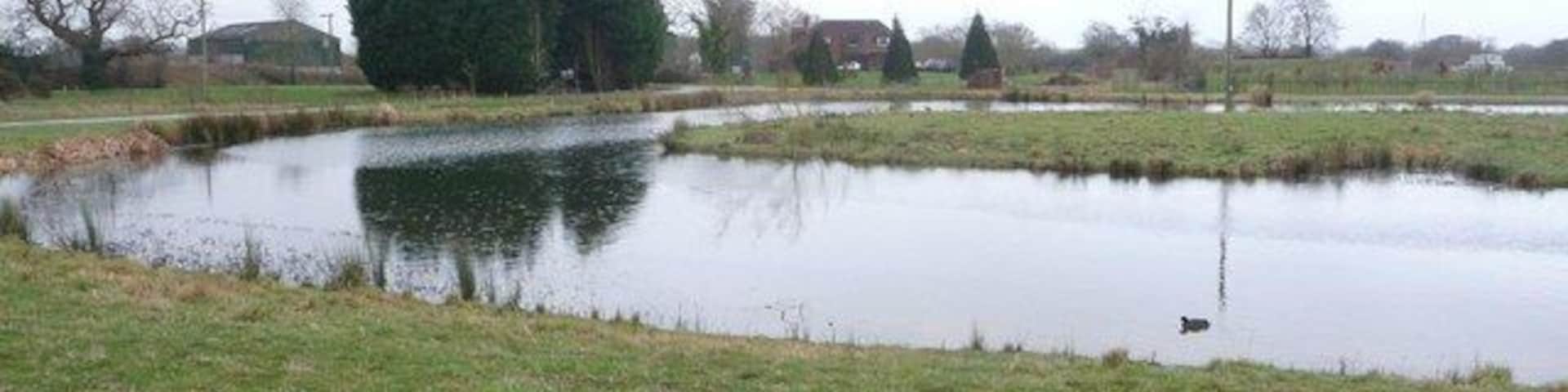 Parley Green: the pond A lone moorhen appears to have this substantial pond to himself. It rather resembles a bend in a river, although the Stour is only a short distance south.