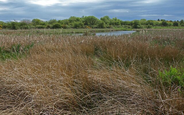 Wetland, Ardeer A very boggy area restricts access. Thus making it a haven for water fowl and wildlife. This area is between Toddhill Community Woodland and Ardeer Site.