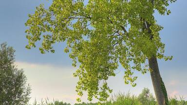 Fiume Mincio :: Curtatone (Mn)