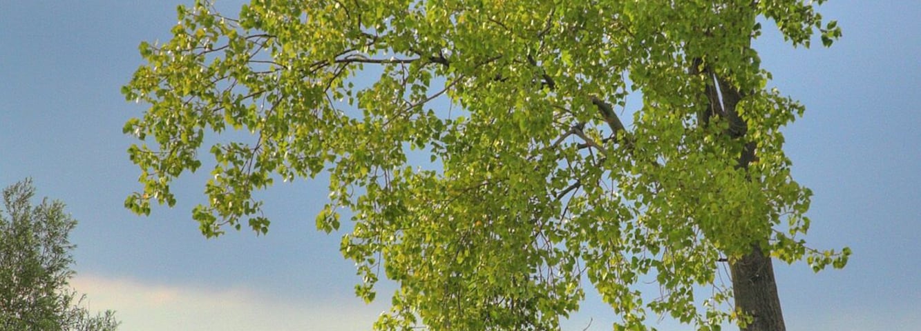 Fiume Mincio :: Curtatone (Mn)