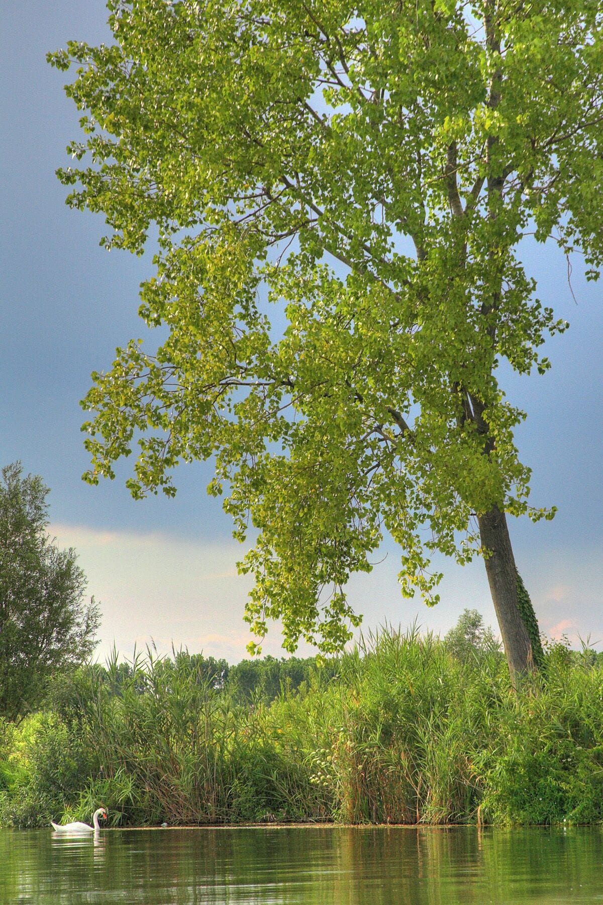 A tree by a calm body of water with a swan swimming.
