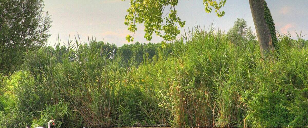 A tree by a calm body of water with a swan swimming.