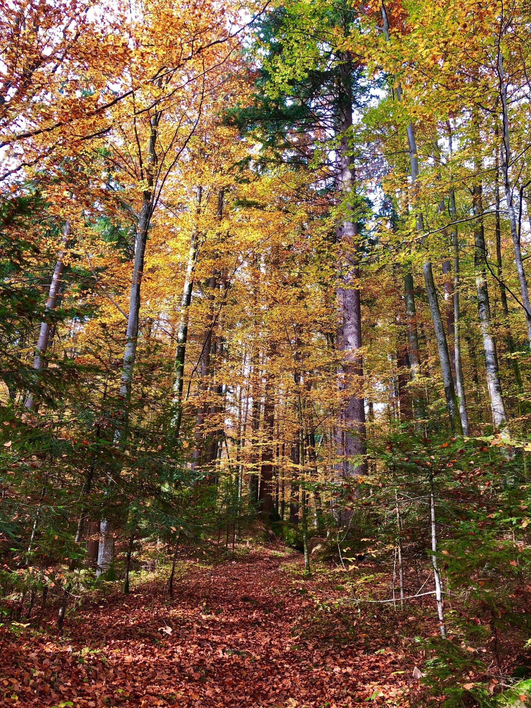 Already peak autumn colours now