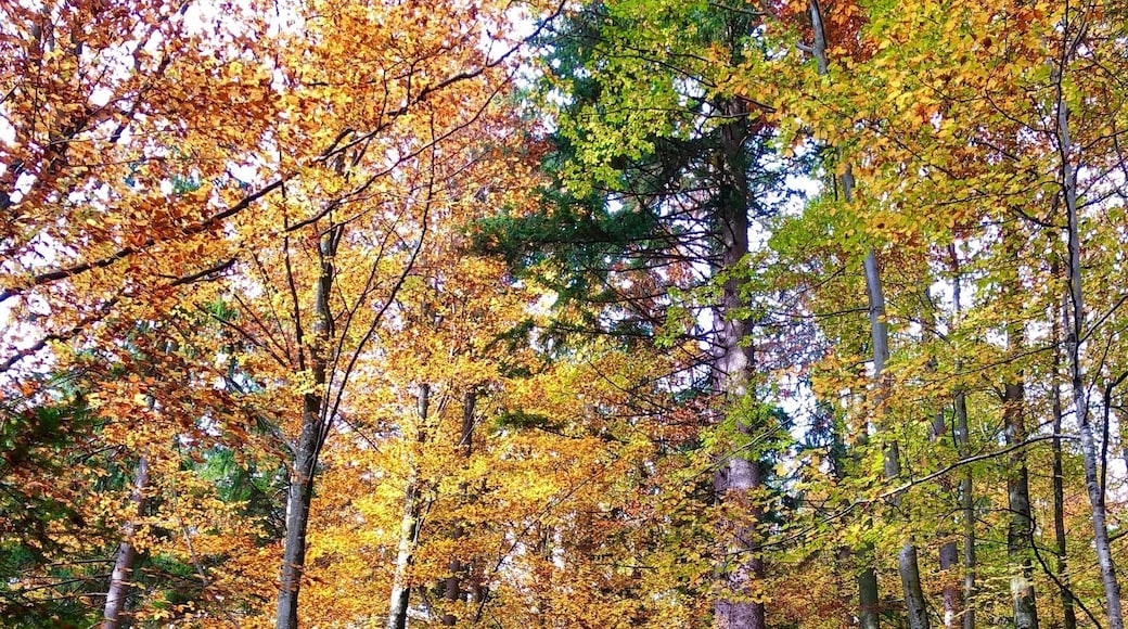 Already peak autumn colours now