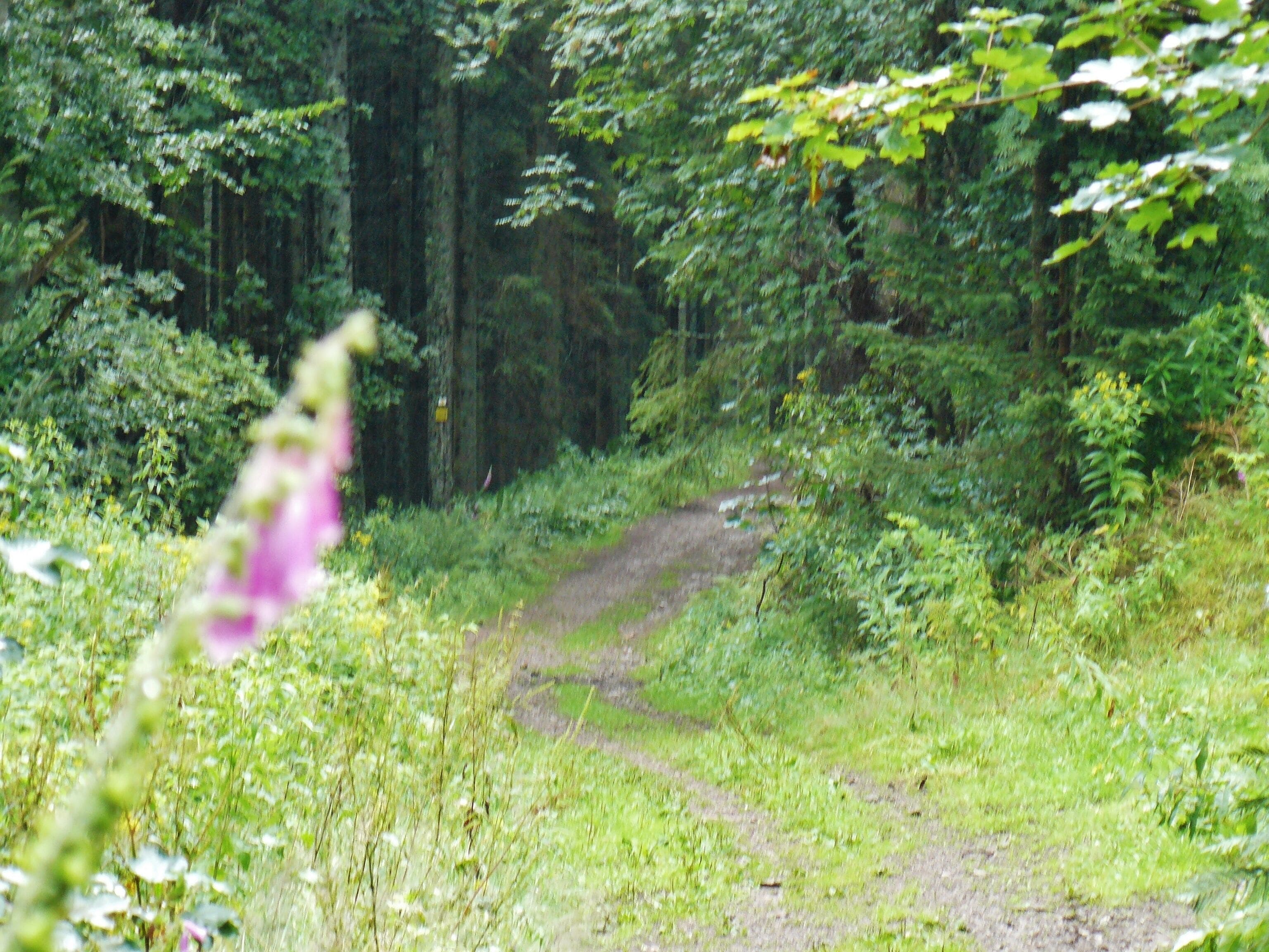 Wanderweg oberhalb der Seesteige