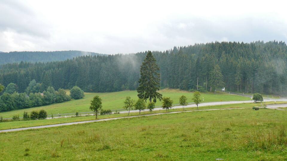 A rural landscape with a road, green fields, and a dense forest in the background.