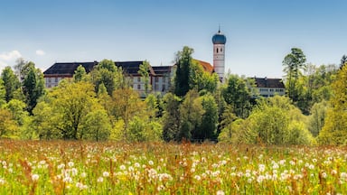 A field of dandelions and a large building with a tower.