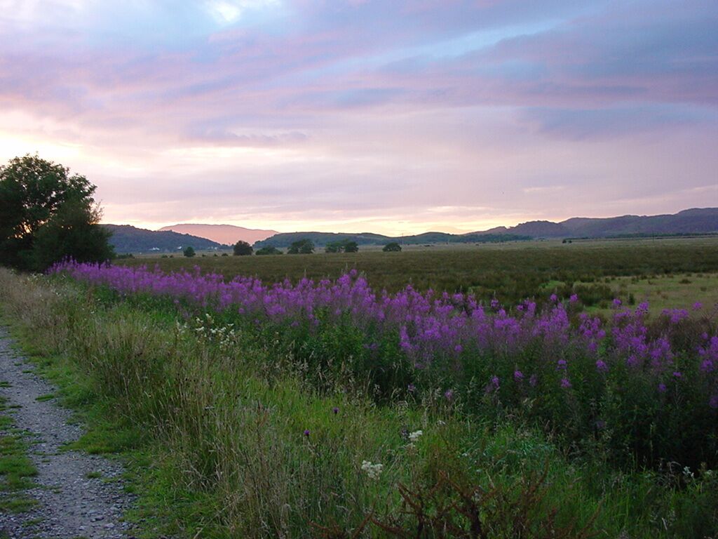 A rural landscape with a gravel path, purple flowers, and distant hills under a cloudy sky.