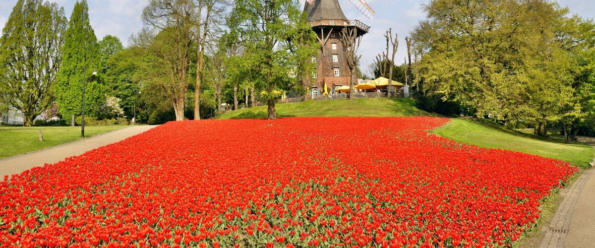 A windmill, a field of red tulips, and a park with trees and a building.