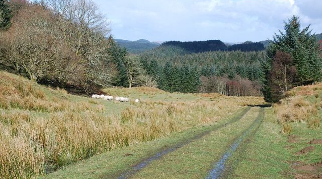 Sheep grazing A small field formed within Knapdale Forest behind Achnamara.
