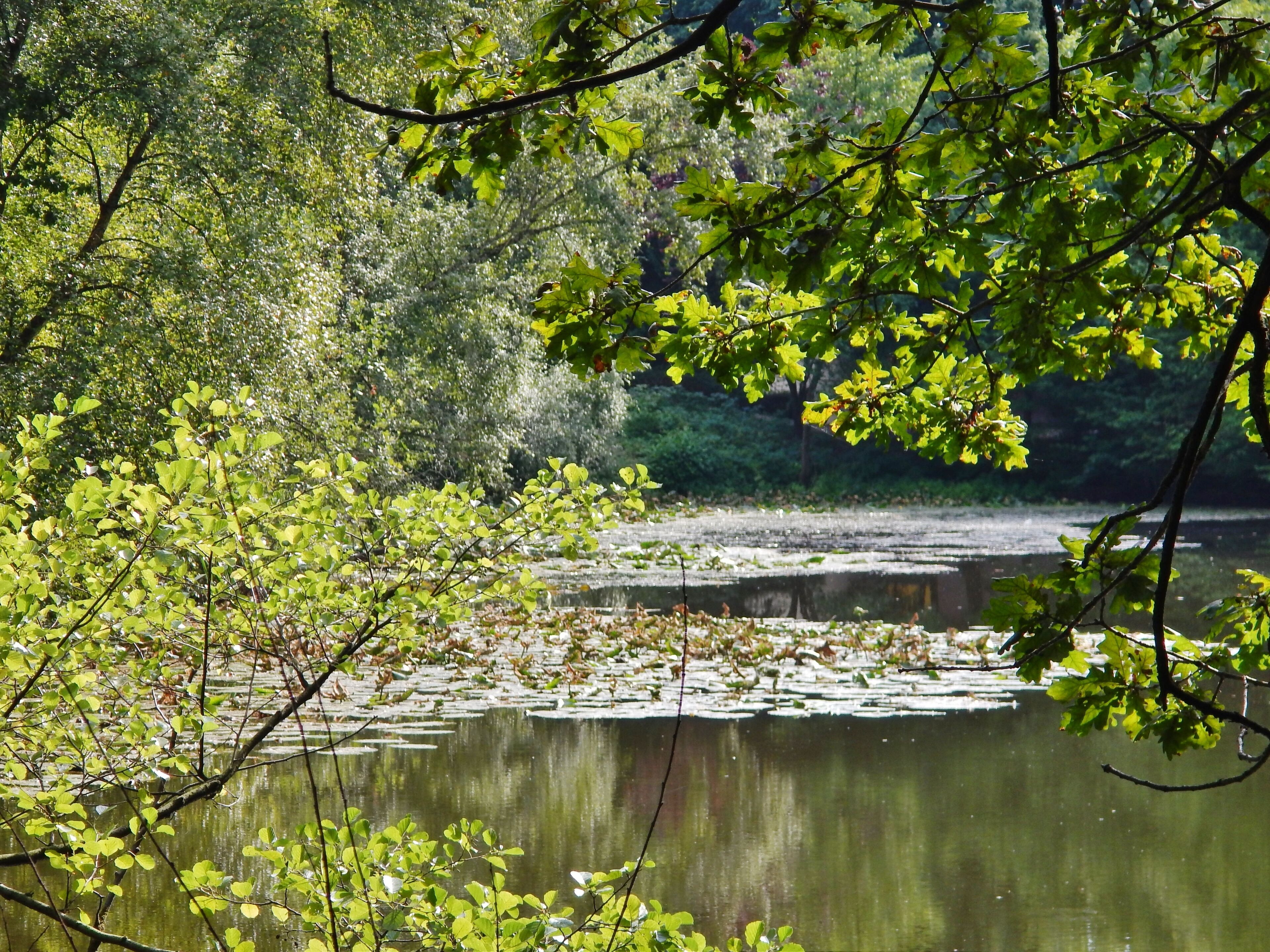 Der Moorteich bei der Siedlung Ferienhaus-Ferienwohnung Klingberg