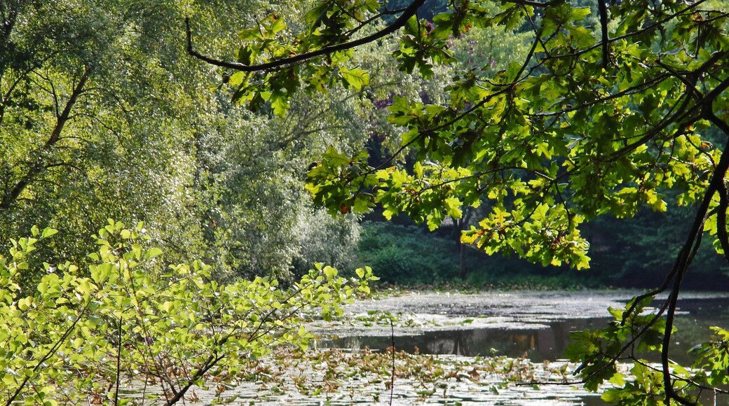 Der Moorteich bei der Siedlung Ferienhaus-Ferienwohnung Klingberg