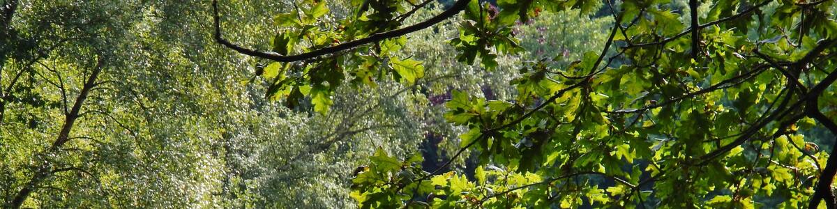 Der Moorteich bei der Siedlung Ferienhaus-Ferienwohnung Klingberg