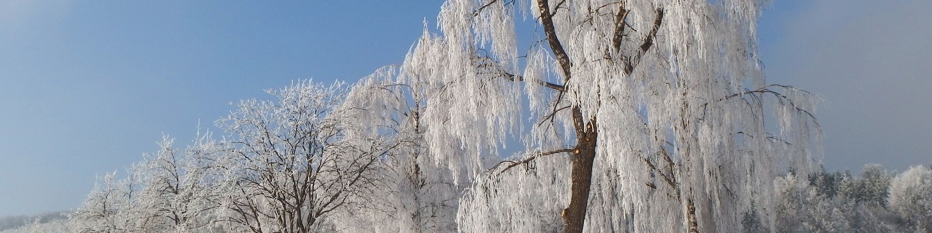 Road lined by winterly trees on the Swabian Alb near Bartholomä