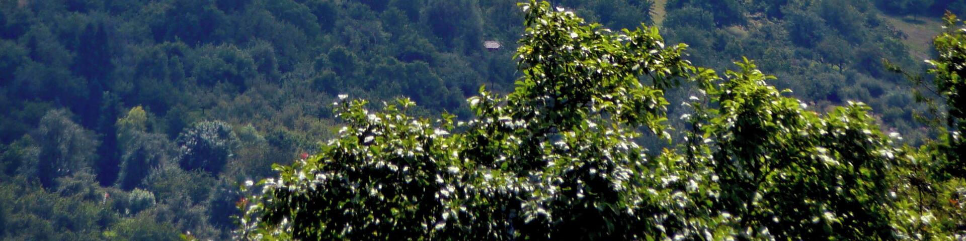 Burg Teck , 773 Meter hoch gelegene Gipfelburg