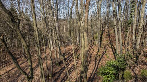 Burgstall Großes Haus - Blick auf den westlichen Ringgraben mit Außenwall sowie auf das westliche Vorgelände der Burgstelle