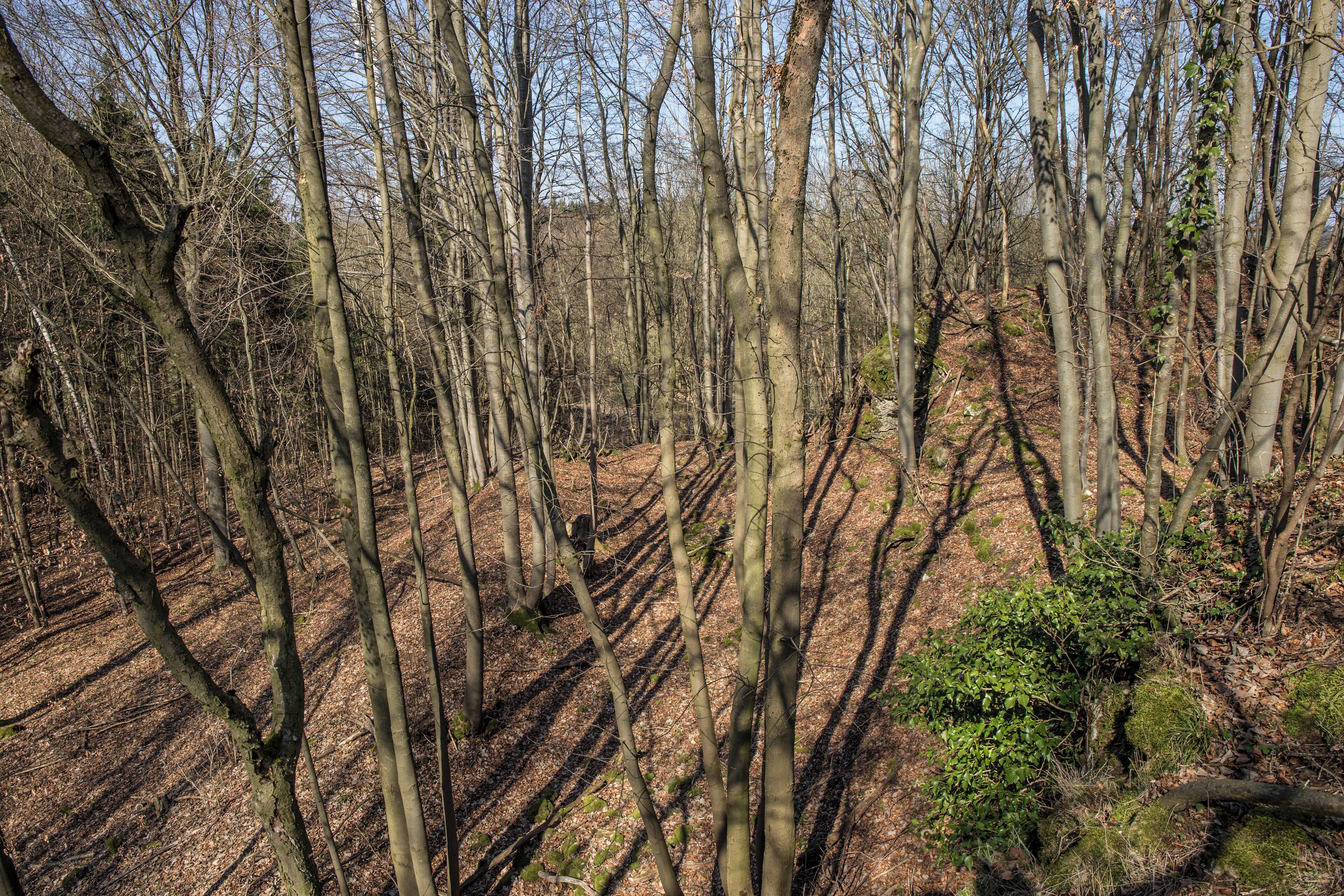 A dense forest with tall, leafless trees and a ground covered in dry leaves.