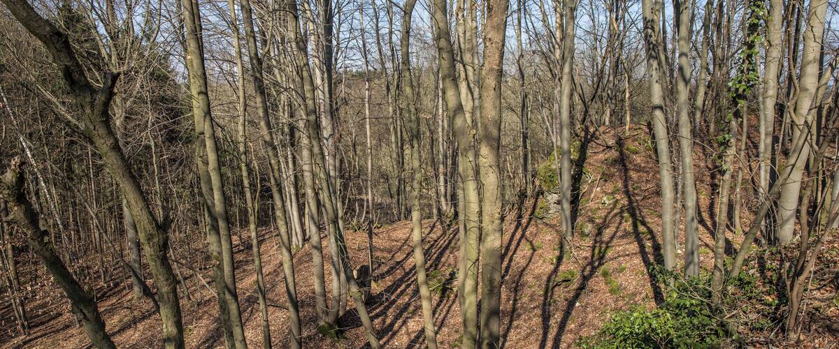 A dense forest with tall, leafless trees and a ground covered in dry leaves.