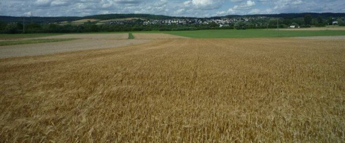 A vast wheat field under a partly cloudy sky with distant hills and scattered houses.
