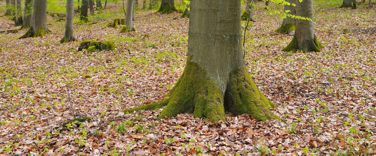 Beech Tree in Forest in Spring, Knullwald, Homberg Efze, Knullgebirge, Hesse, Germany
