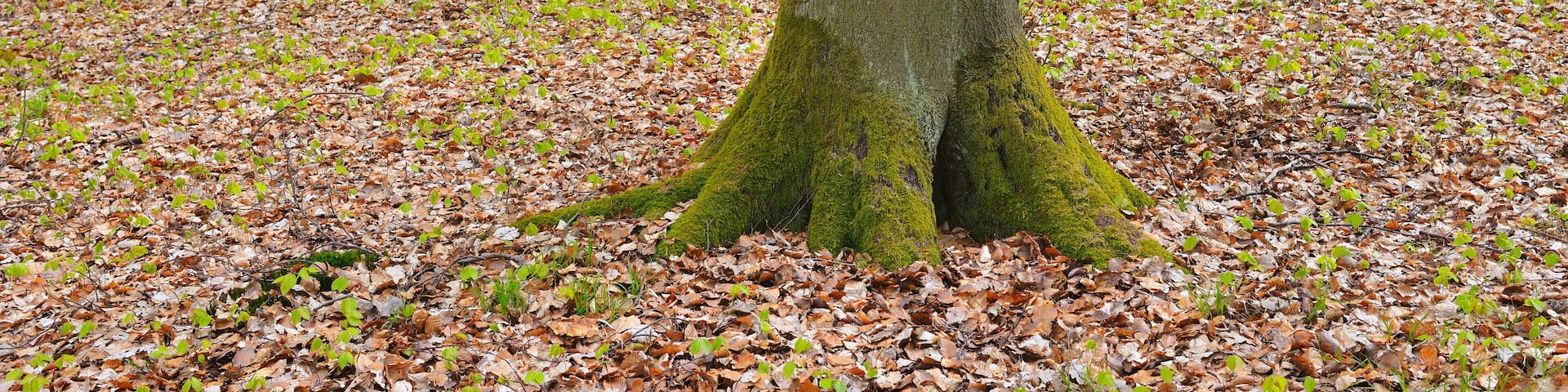 Beech Tree in Forest in Spring, Knullwald, Homberg Efze, Knullgebirge, Hesse, Germany