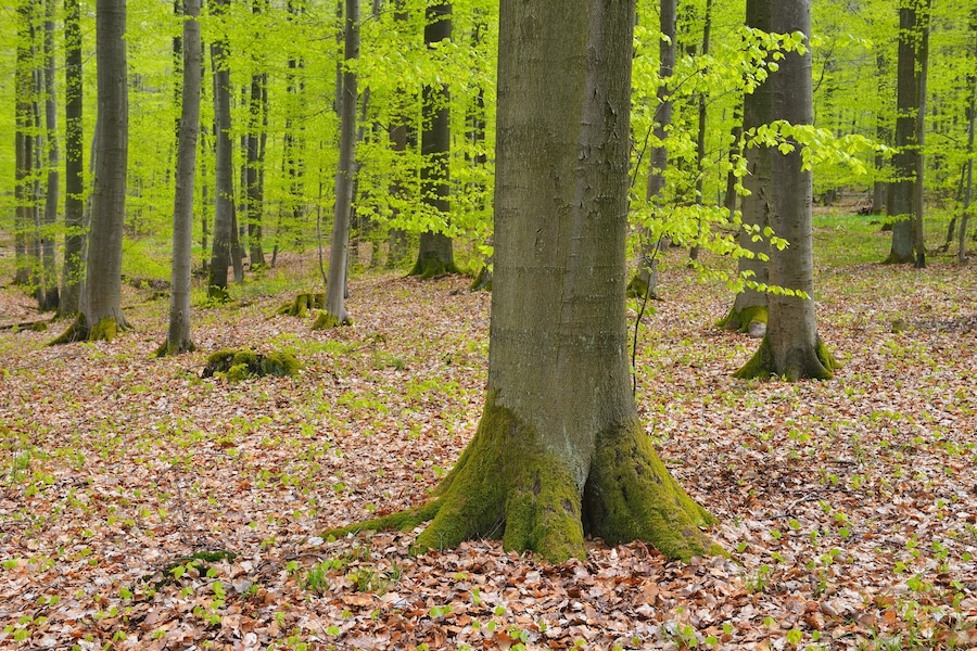 Beech Tree in Forest in Spring, Knullwald, Homberg Efze, Knullgebirge, Hesse, Germany