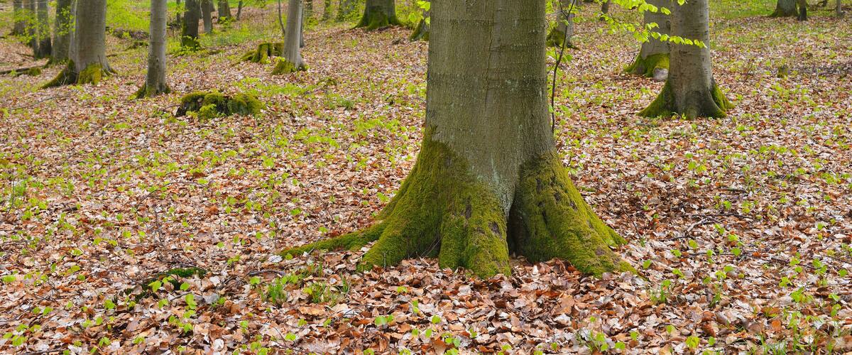 A forest with tall trees and a ground covered in fallen leaves.