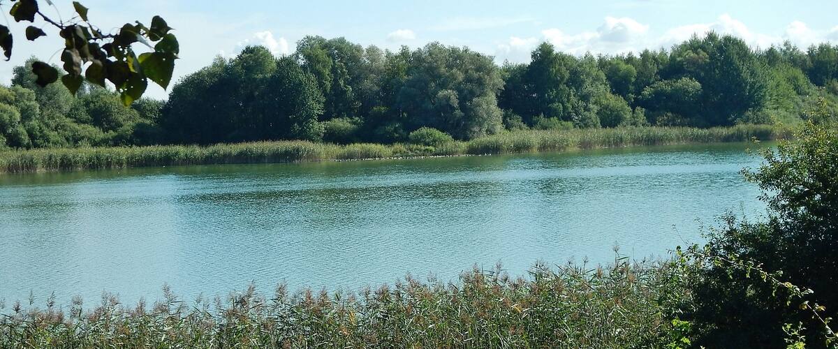 A calm lake surrounded by dense greenery and trees.