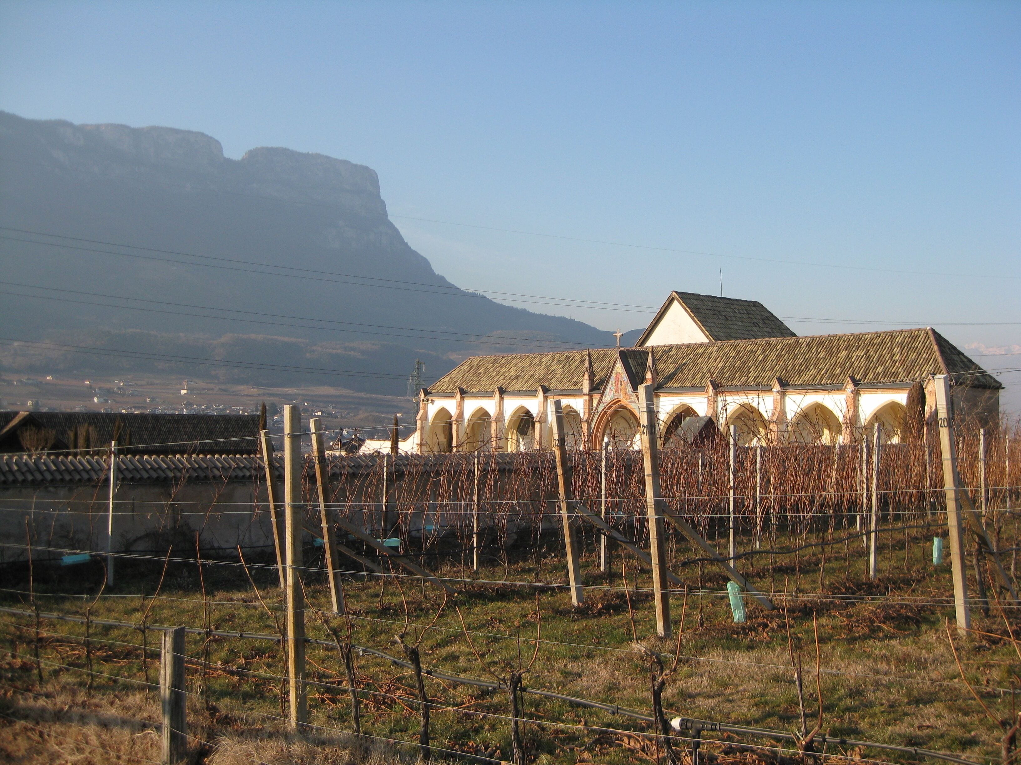 A vineyard with rows of grapevines and a church with a tiled roof.