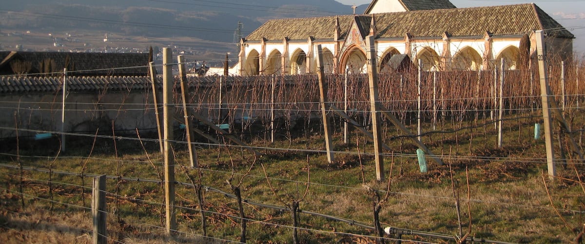 A vineyard with rows of grapevines and a church with a tiled roof.