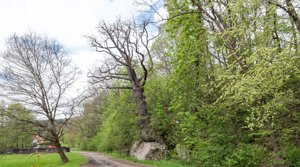 Georgs-Eiche Listen Nr. 8 Leutnitz VII