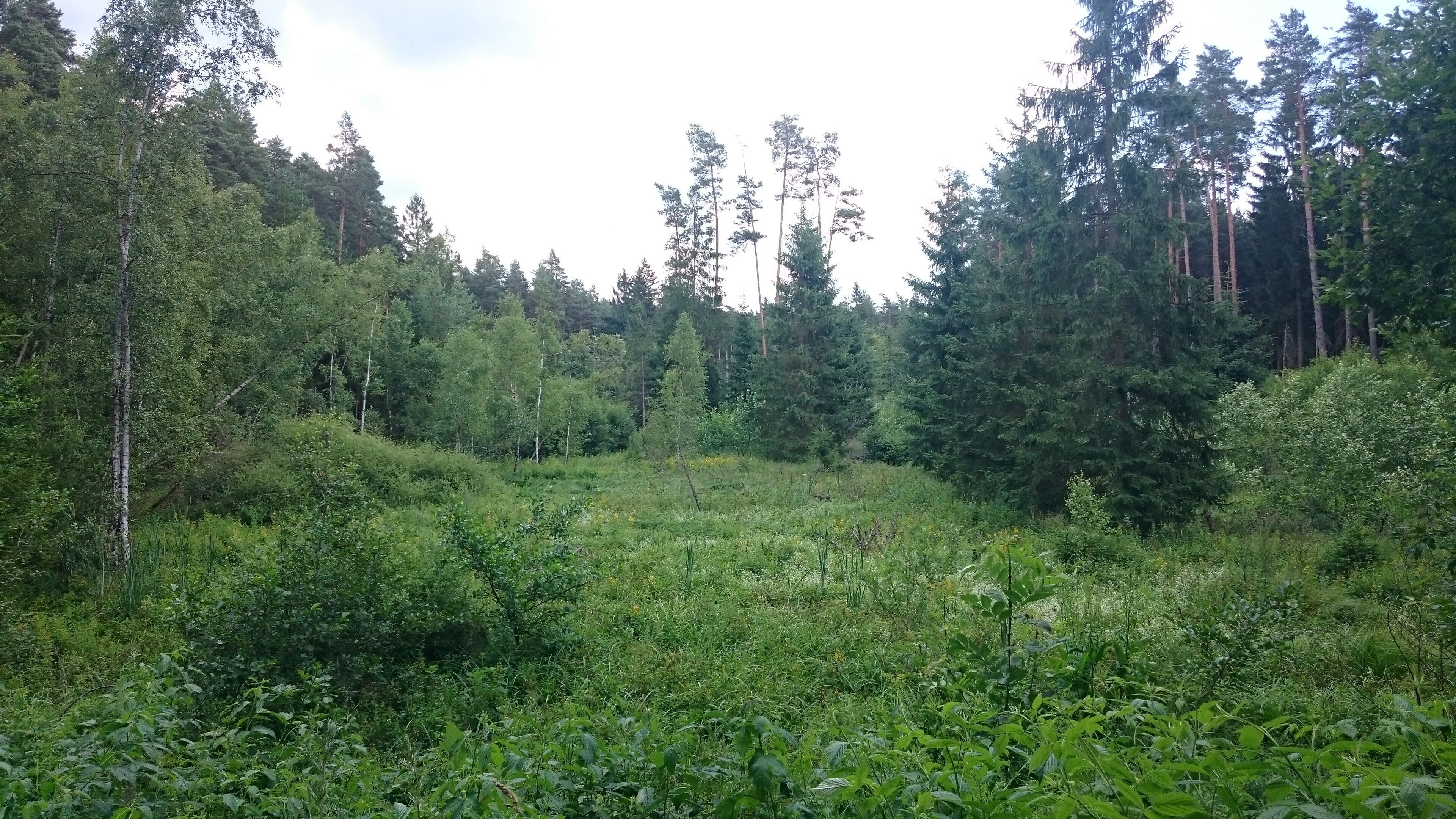 A dense forest with tall trees and a variety of undergrowth.