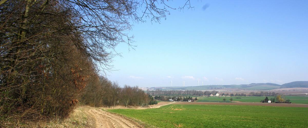 A dirt road leading through a rural landscape with green fields and trees.