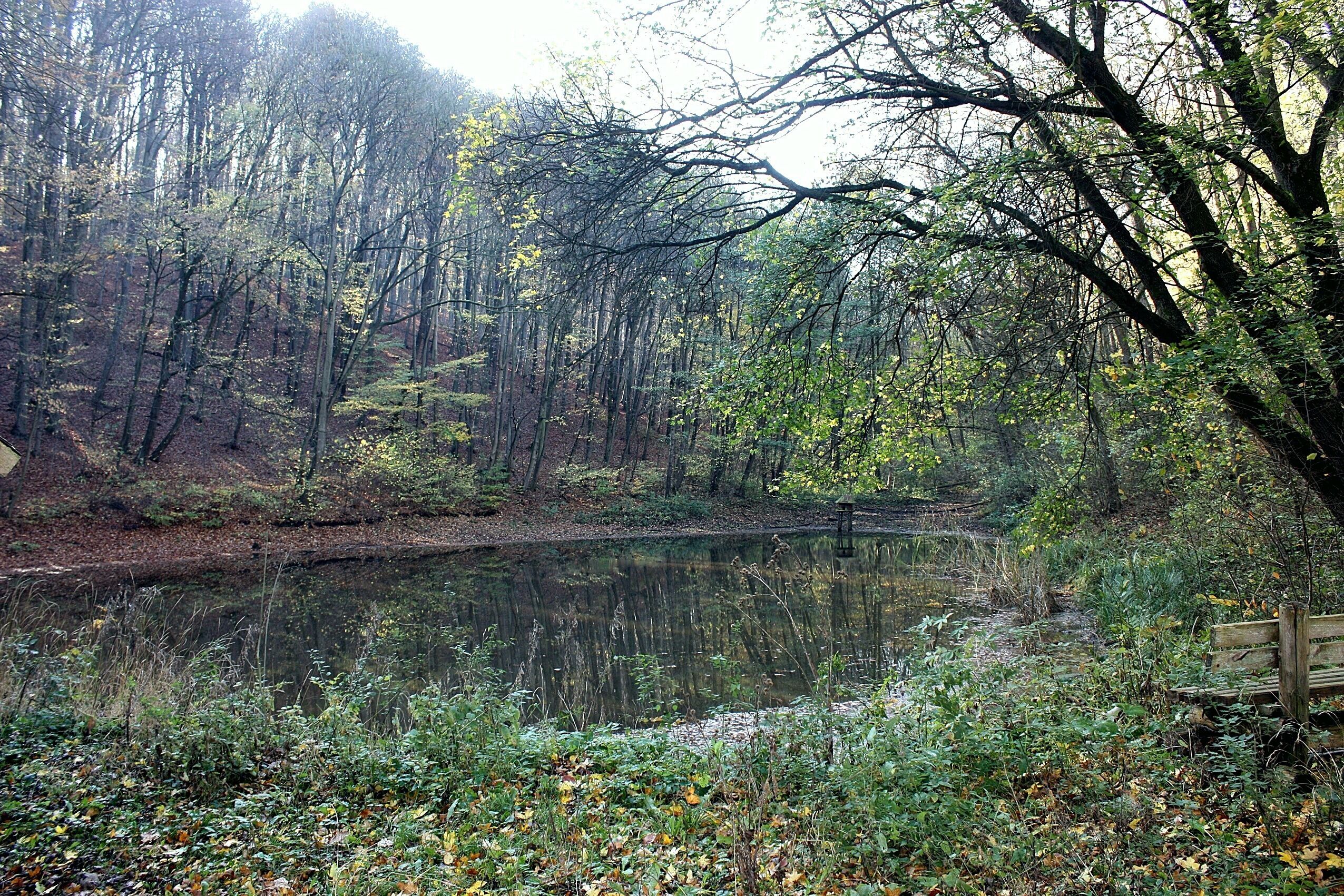 Heldrungen, the fish pond near Waldschlößchen