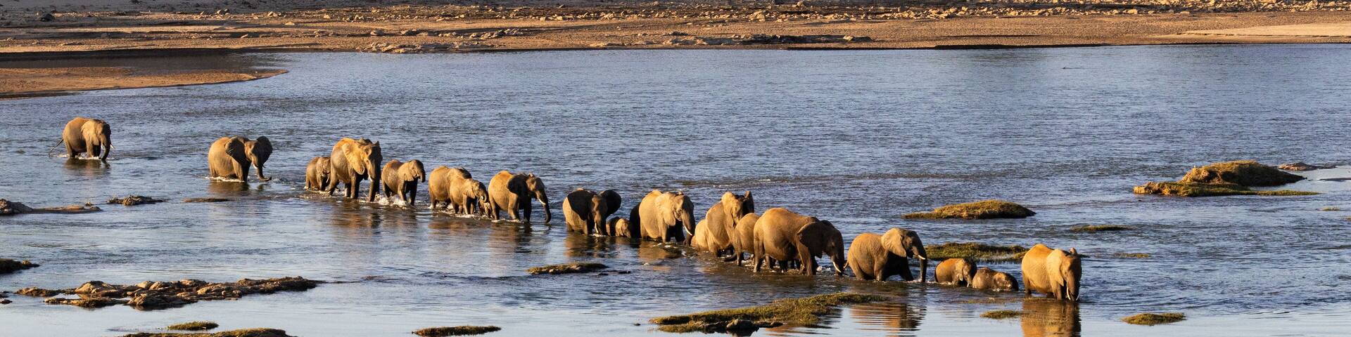 A herd of elephant (Loxodonta africana) crossing the Olifantsriver near Olifants camp in the Kruger National Park, Limpopo, South Africa