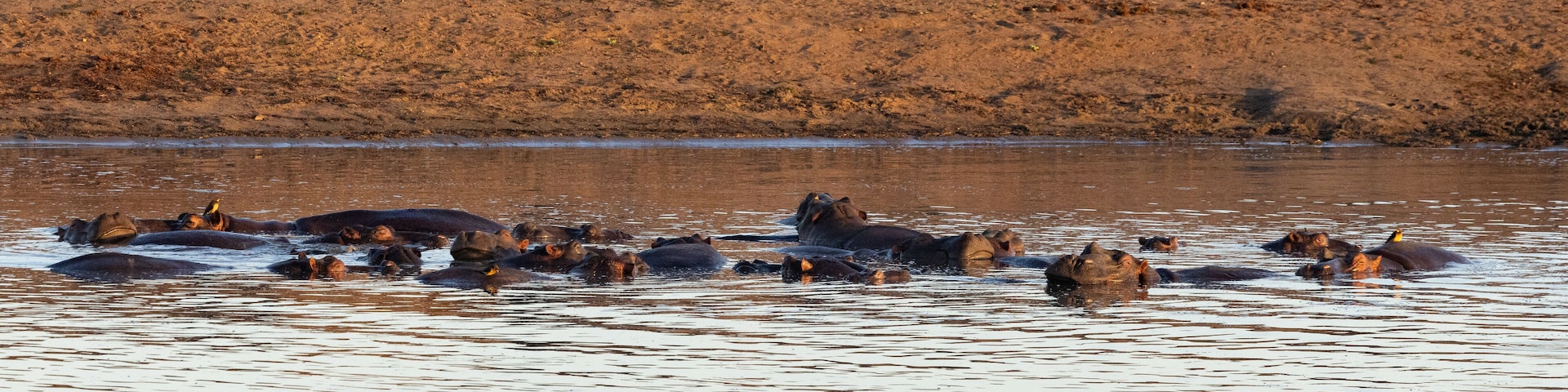 A group of hippos shortly after sunrise on a misty morning near Satara in the Kruger National Park, Limpopo, South Africa