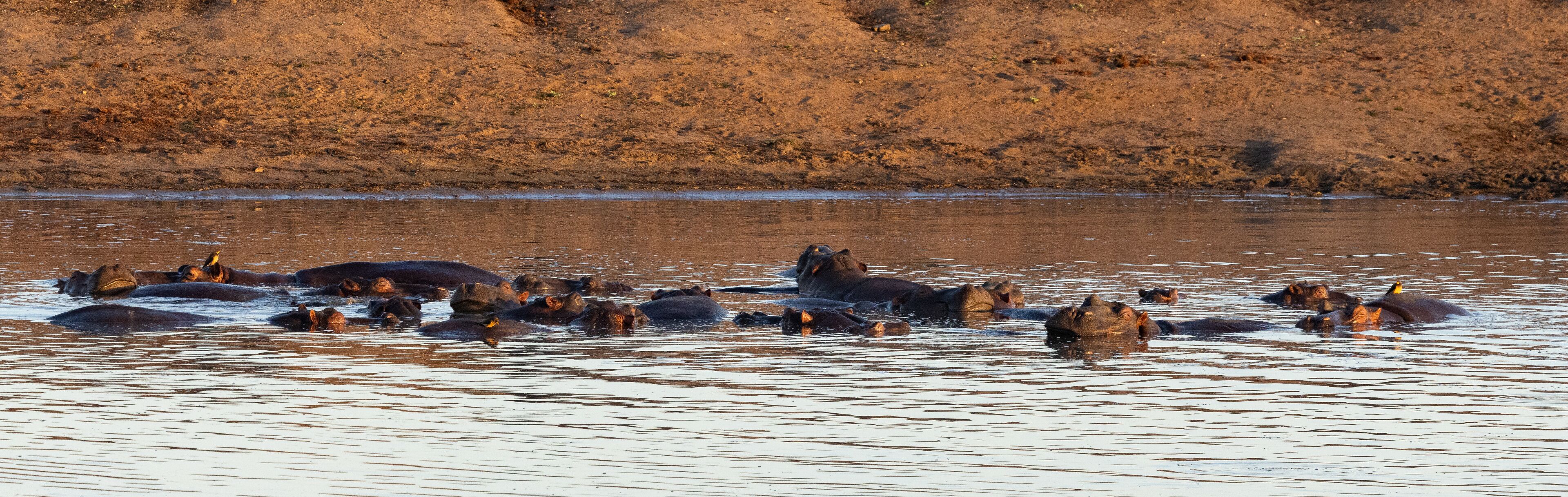 A herd of elephants in a river with a dry, hilly landscape in the background.