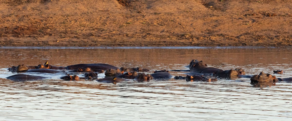 A herd of elephants in a river with a dry, hilly landscape in the background.
