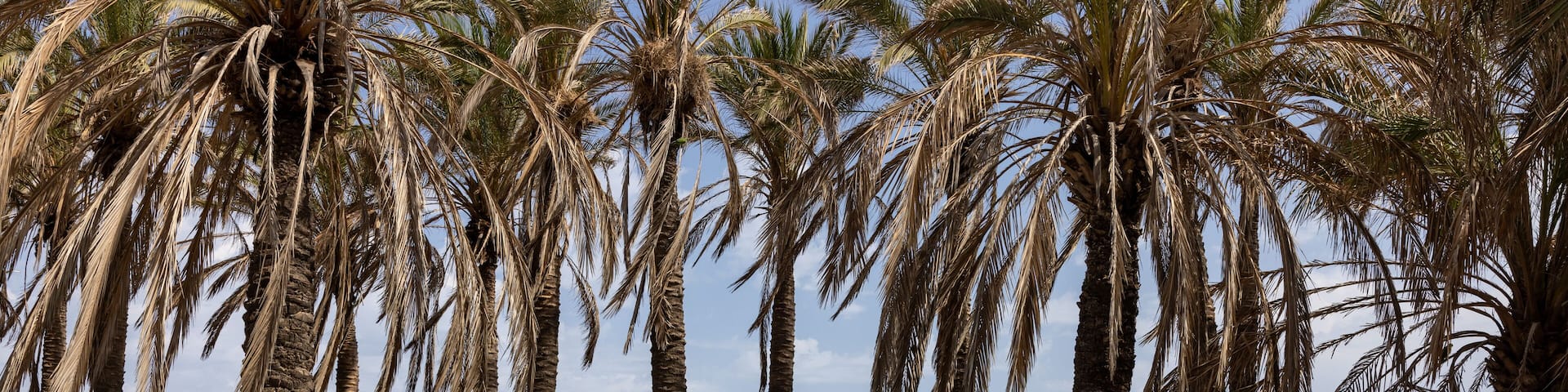 Palm grove along the Bajondillo beach in Torremolinos, Andalucia, Spain.
