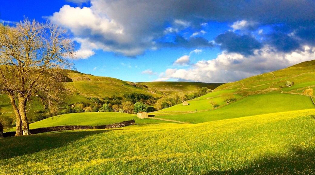 Perfect campsite in upper Swaledale, buttercups in bloom.