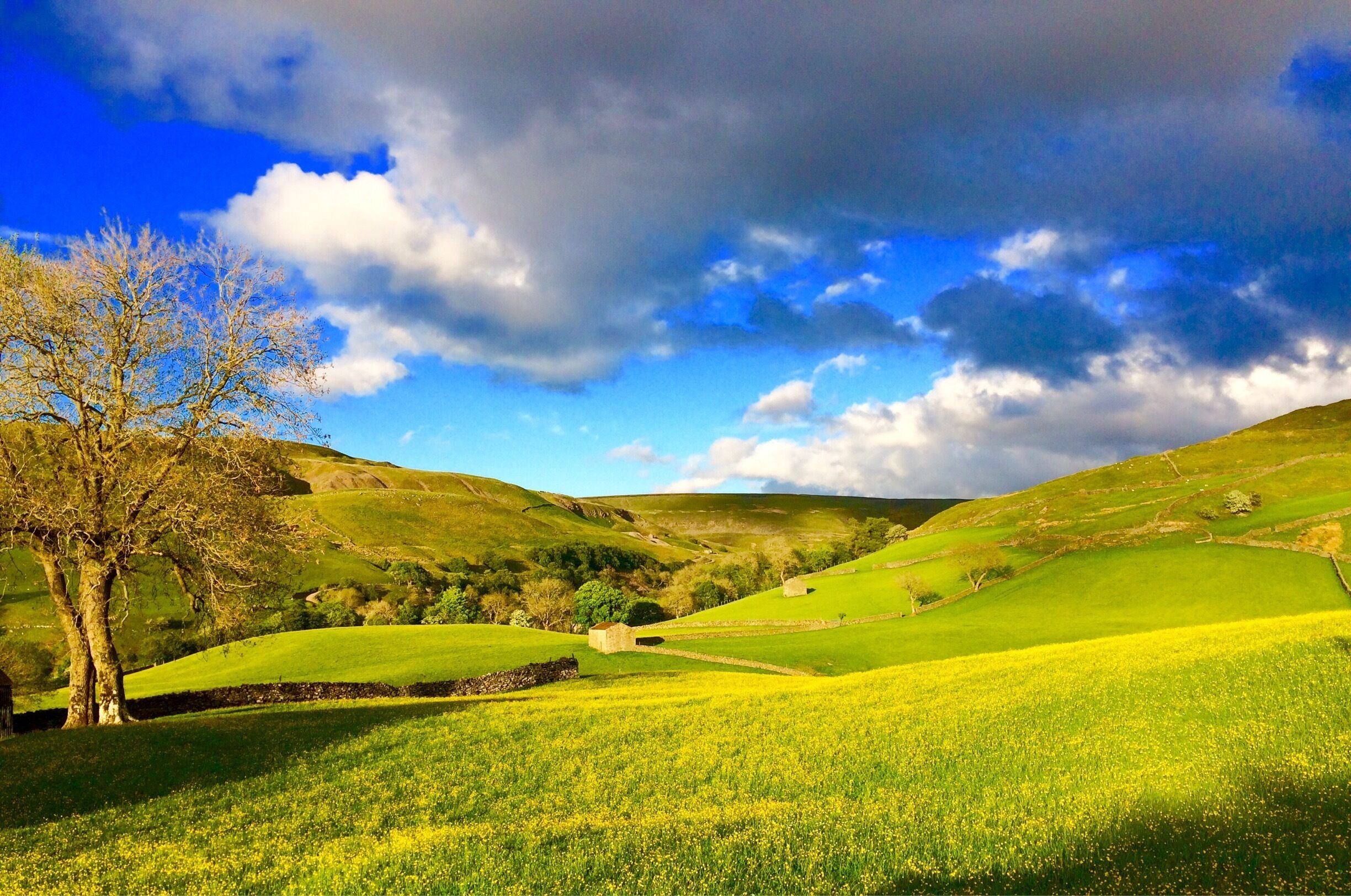 Rolling green hills, a clear blue sky, and a solitary tree.