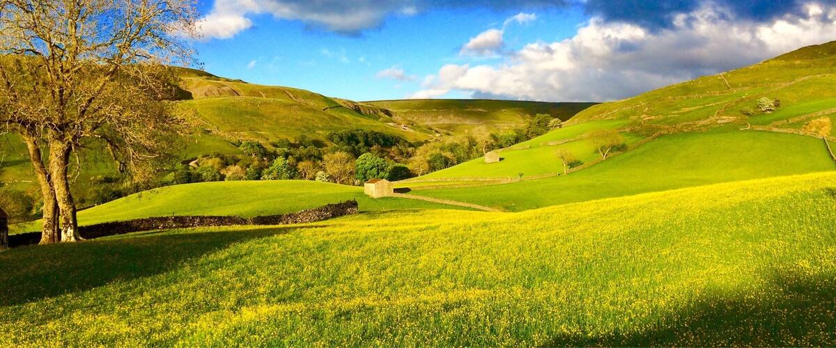 Rolling green hills, a clear blue sky, and a solitary tree.