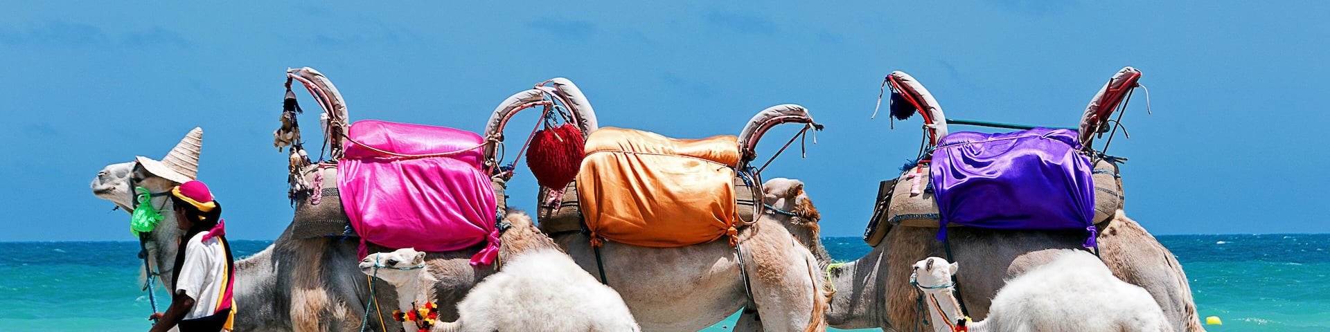 Tunisia. Djerba island. Beach of Sidi Mehrez. Camels use for sightseeing tours