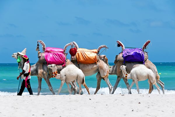 Tunisia. Djerba island. Beach of Sidi Mehrez. Camels use for sightseeing tours