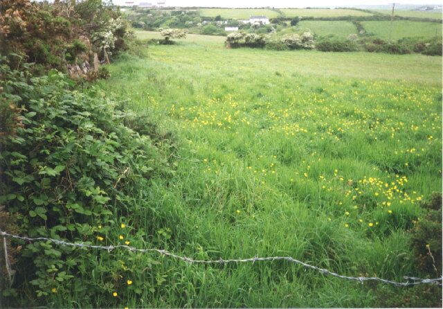 Buttercup meadow north of Mithian. Taken from the track that leads north and then west from Trewartha, near Mithian, the photographer is at SW741510 looking north, with structures of Rose Cottage Farm and Trevellas Downs visible in the distance.