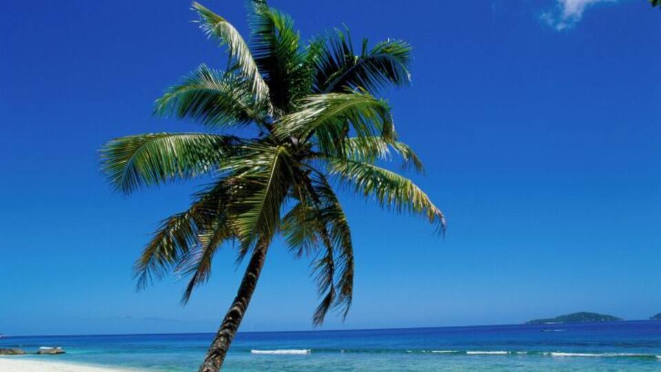 A palm tree on a beach with clear blue water and a distant island.